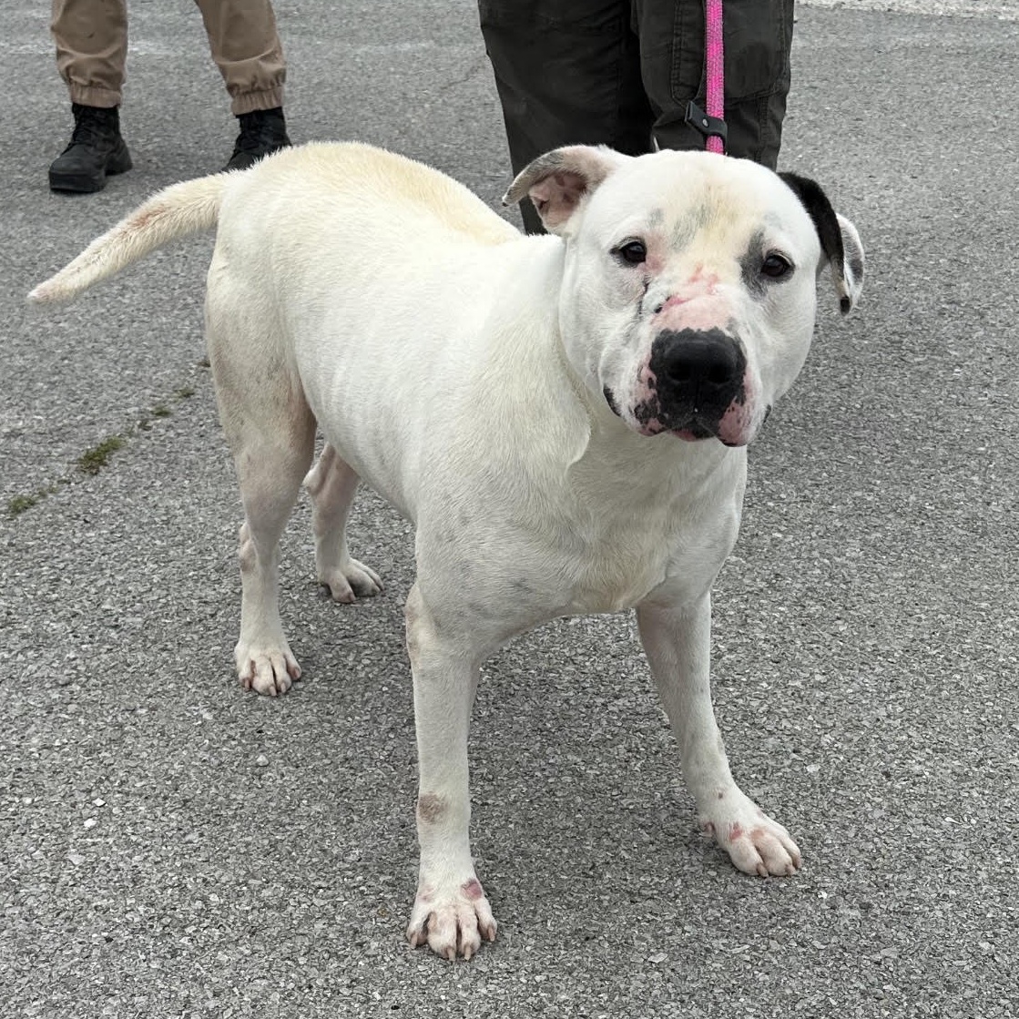 Dog for adoption Pickle, an American Staffordshire Terrier in