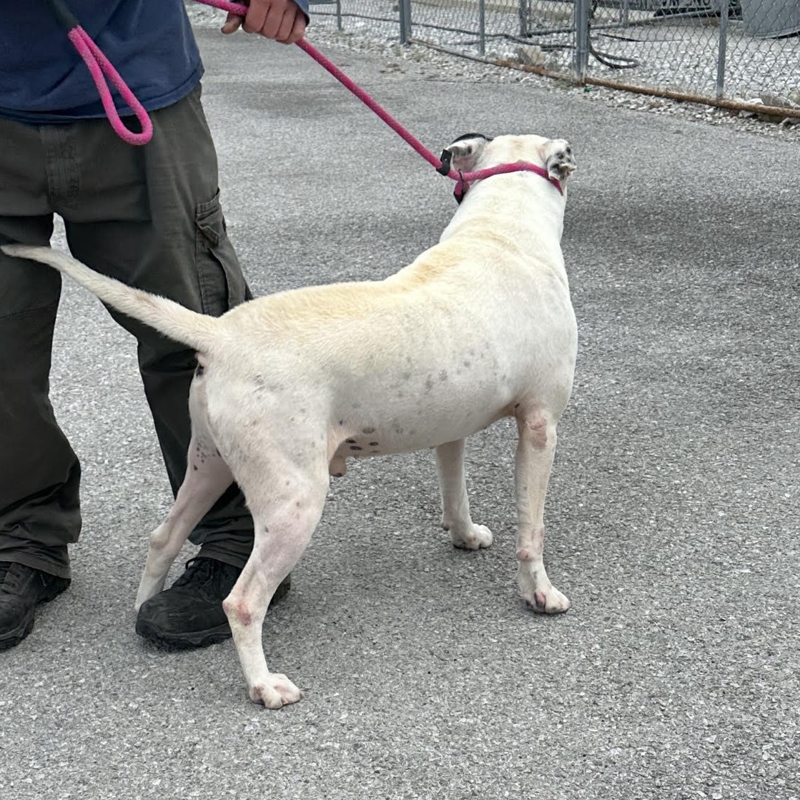 Dog for adoption Pickle, an American Staffordshire Terrier in