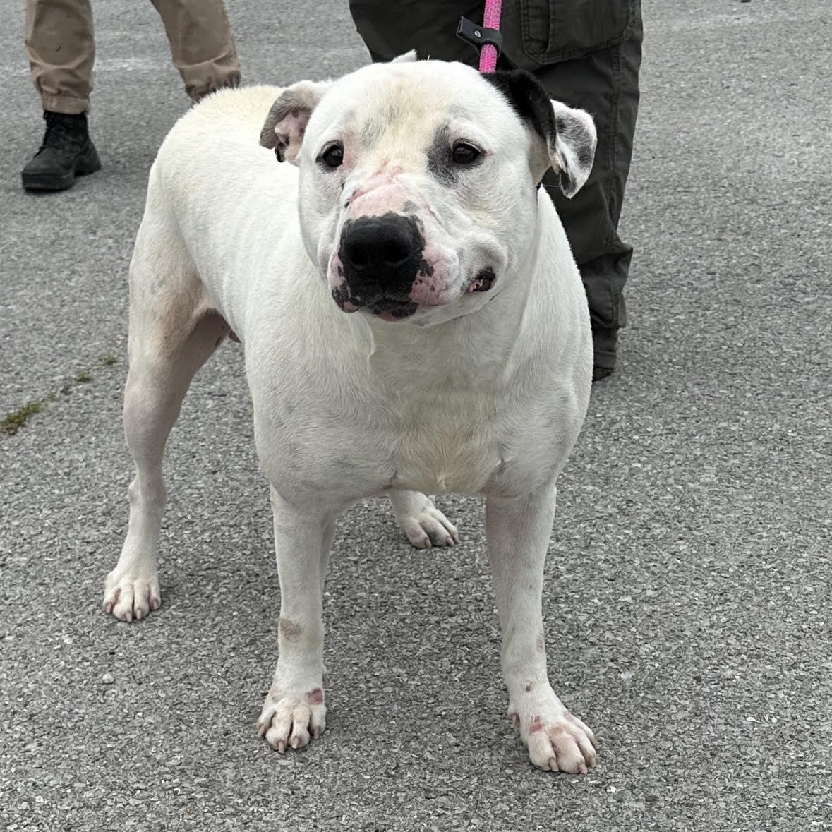 Dog for adoption Pickle, an American Staffordshire Terrier in