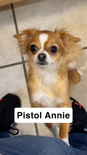 Enlarge Pistol Annie, a ADOPTABLE Chihuahua in Salt Lake City, UT image 6/6