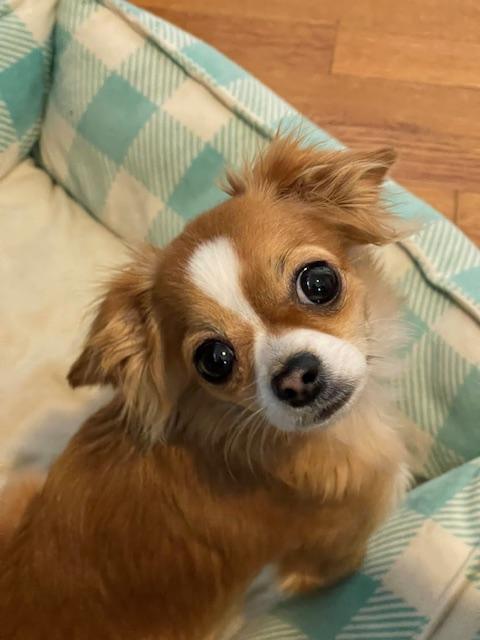 Enlarge Pistol Annie, a ADOPTABLE Chihuahua in Salt Lake City, UT image 4/6