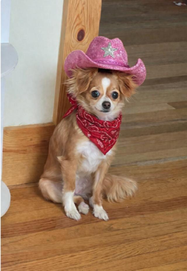 Enlarge Pistol Annie, a ADOPTABLE Chihuahua in Salt Lake City, UT image 1/6