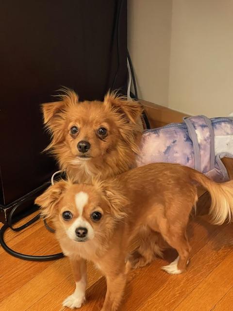 Enlarge Pistol Annie, a ADOPTABLE Chihuahua in Salt Lake City, UT image 3/6