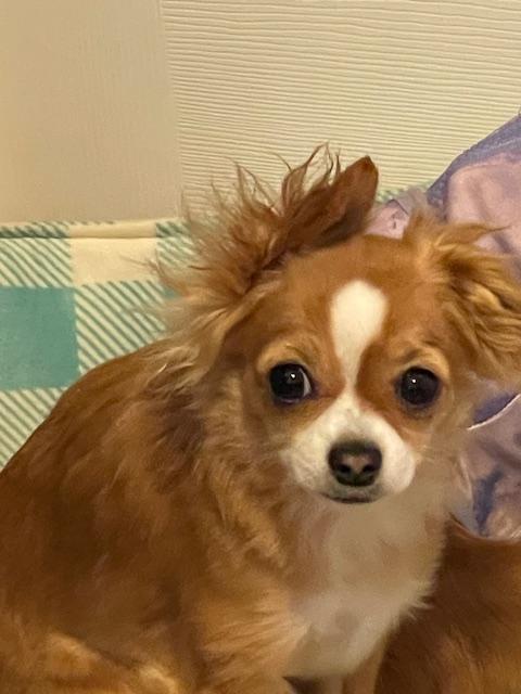 Enlarge Pistol Annie, a ADOPTABLE Chihuahua in Salt Lake City, UT image 5/6