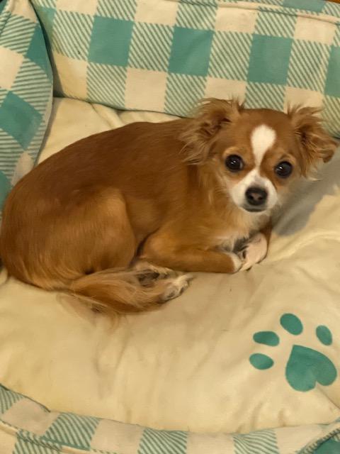 Enlarge Pistol Annie, a ADOPTABLE Chihuahua in Salt Lake City, UT image 2/6