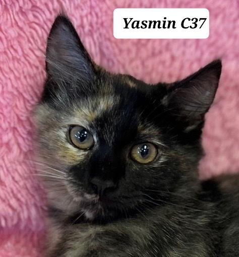Enlarge Yasmin, a ADOPTABLE Domestic Short Hair in Morganton, NC image 1/1