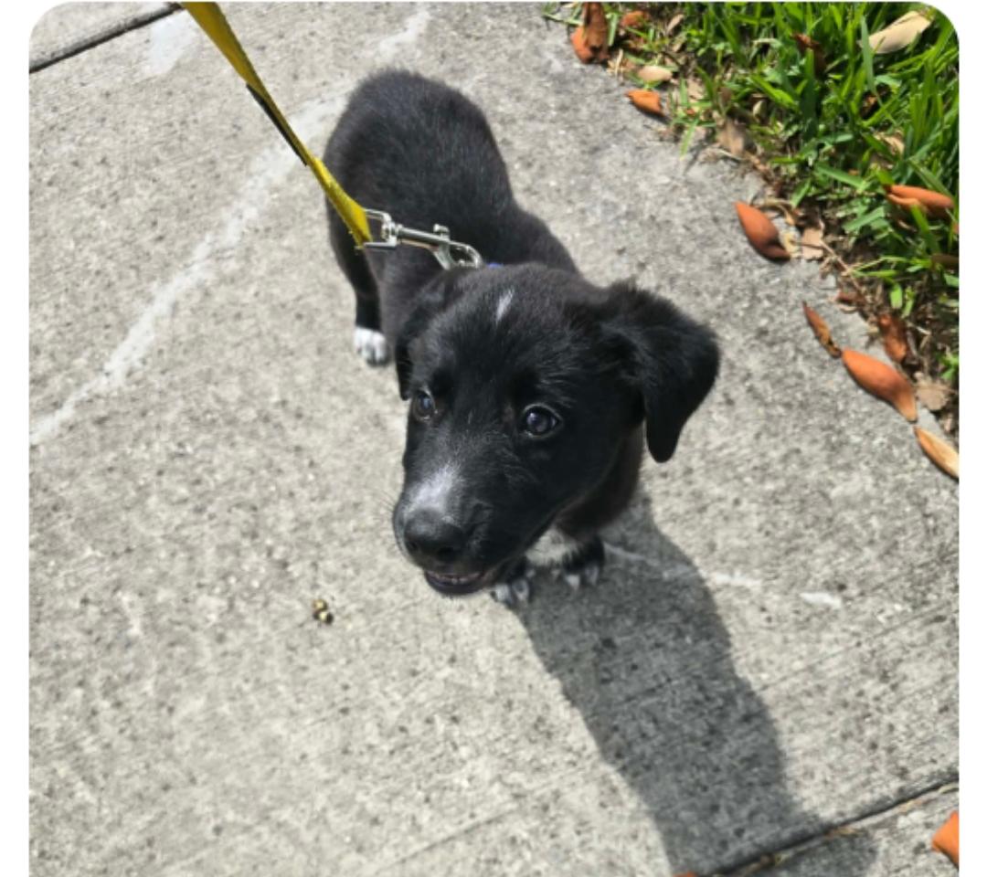 Heidi ( Orlando Fl), an adopted mixed breed in Orlando, FL image 1/3