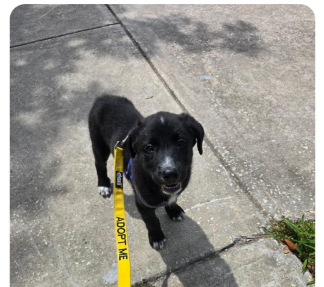Heidi ( Orlando Fl), an adopted mixed breed in Orlando, FL image 3/3