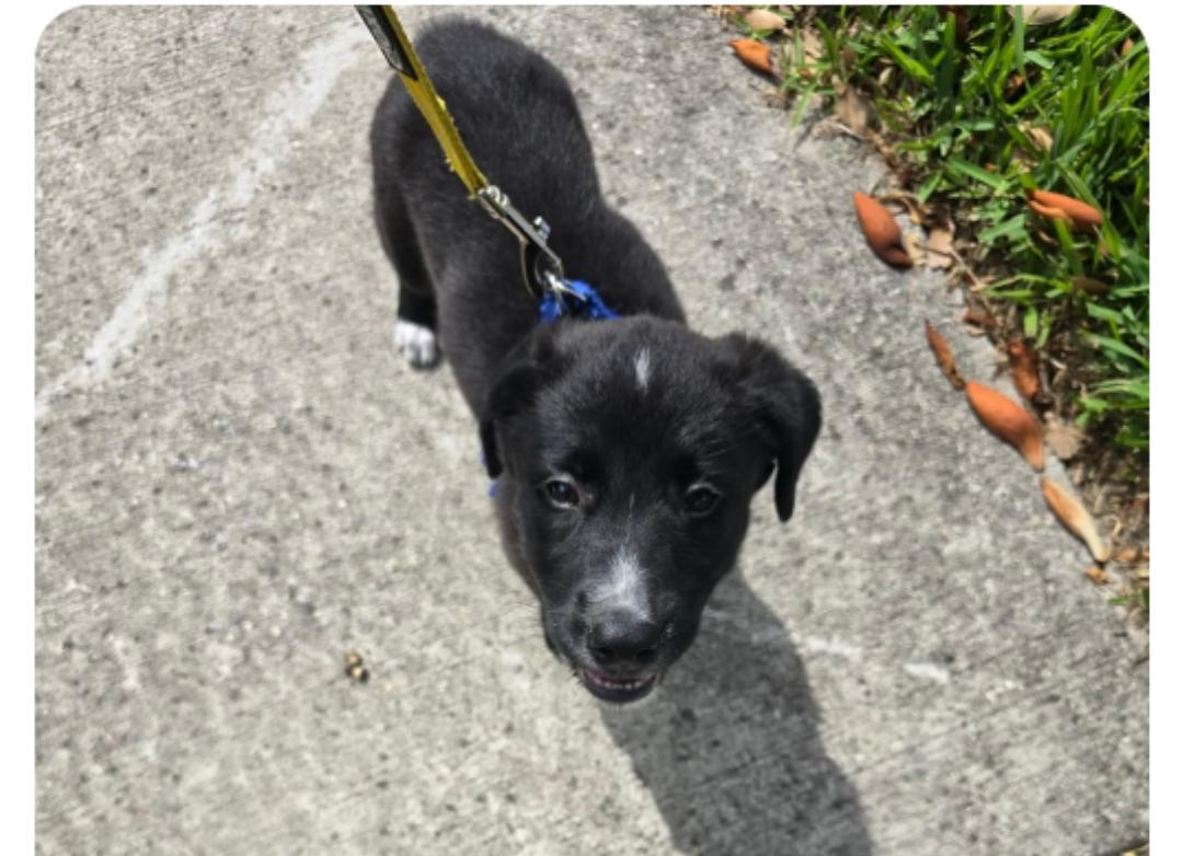Heidi ( Orlando Fl), an adopted mixed breed in Orlando, FL image 2/3