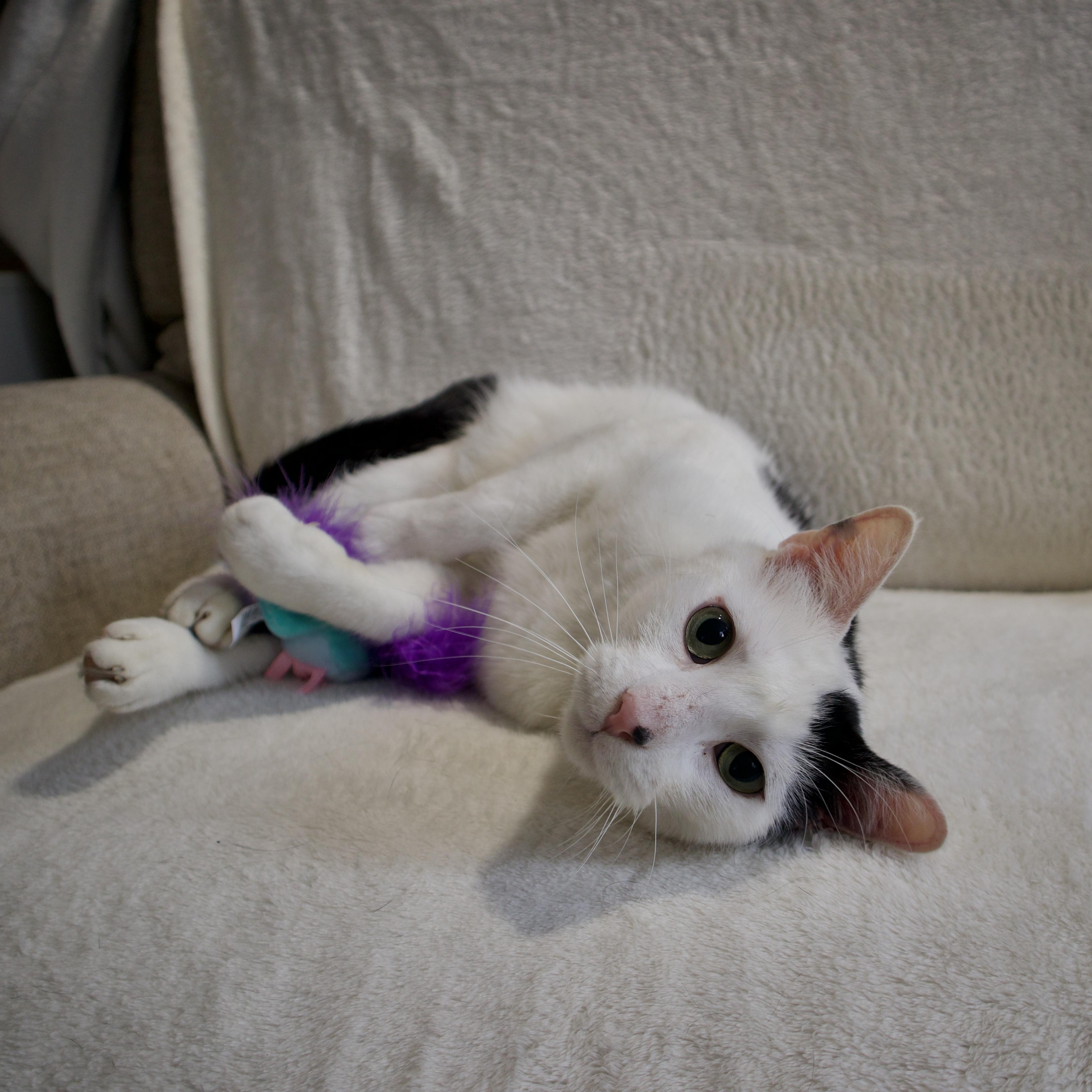 Enlarge Oreo, a Adoptable Domestic Short Hair in Wrightstown, NJ image 2/5