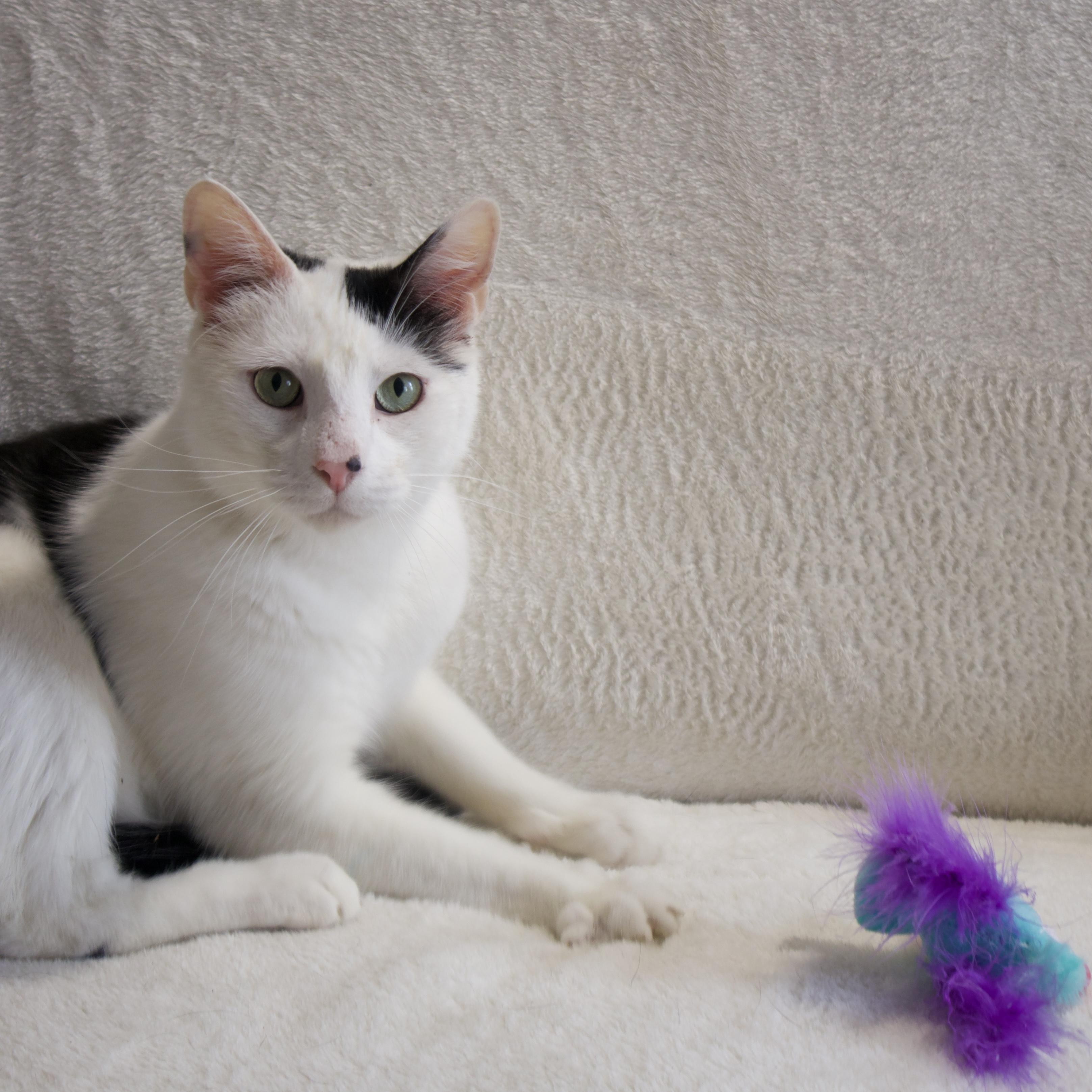 Enlarge Oreo, a Adoptable Domestic Short Hair in Wrightstown, NJ image 5/5