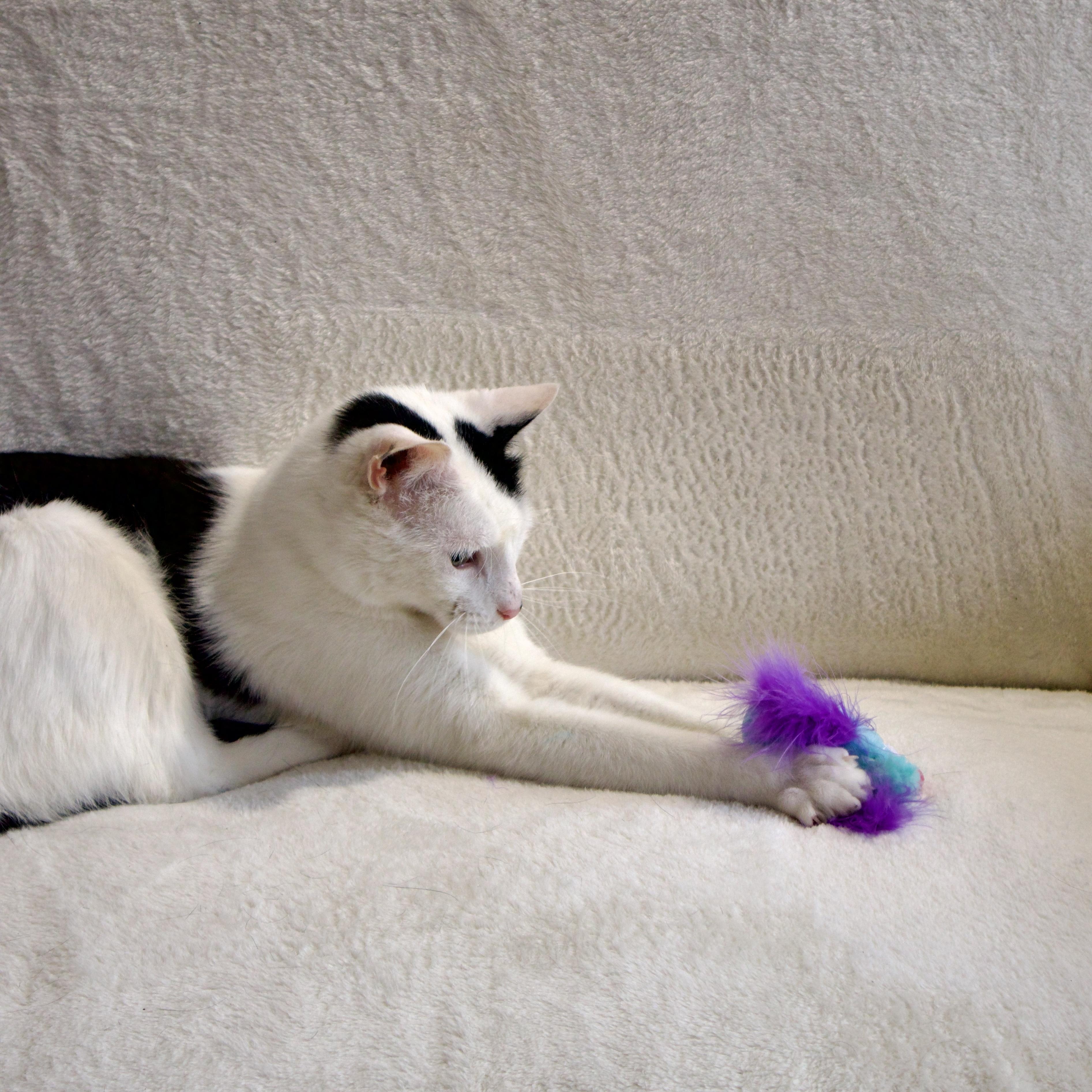 Enlarge Oreo, a Adoptable Domestic Short Hair in Wrightstown, NJ image 3/5