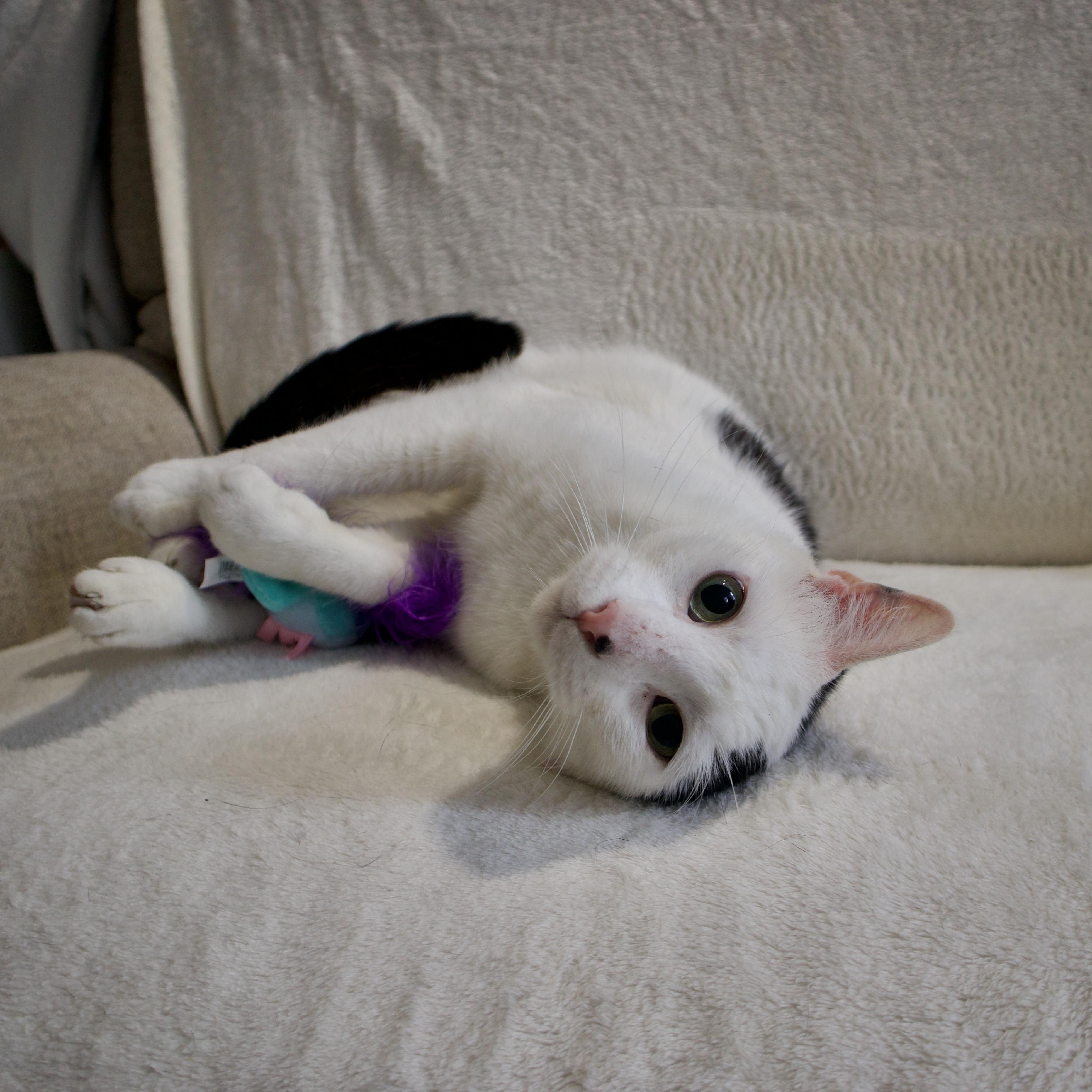 Enlarge Oreo, a Adoptable Domestic Short Hair in Wrightstown, NJ image 1/5