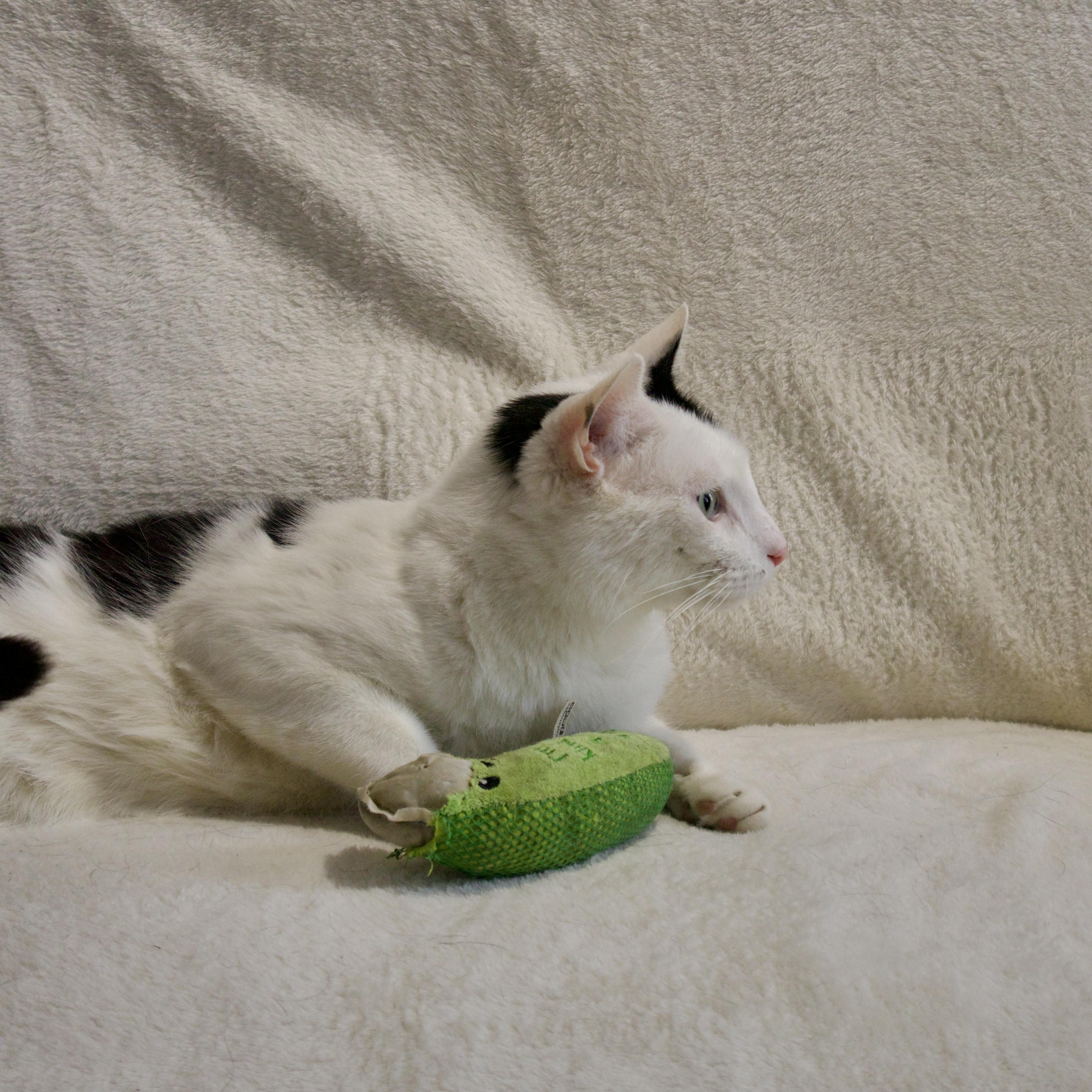 Enlarge Oreo, a Adoptable Domestic Short Hair in Wrightstown, NJ image 4/5