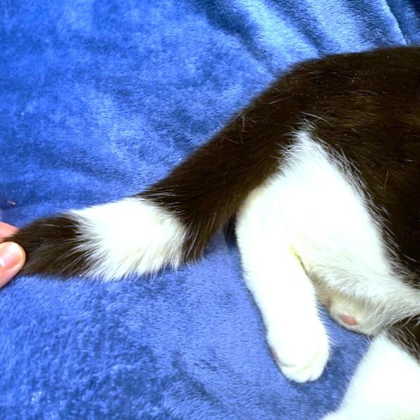 Enlarge LOVING LEMUR - SNUGGLY SIBERIAN!, a Adoptable Siberian in Danbury, CT image 4/6