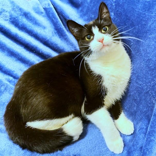 Enlarge LOVING LEMUR - SNUGGLY SIBERIAN!, a Adoptable Siberian in Danbury, CT image 1/6