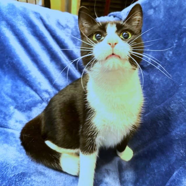 Enlarge LOVING LEMUR - SNUGGLY SIBERIAN!, a Adoptable Siberian in Danbury, CT image 6/6