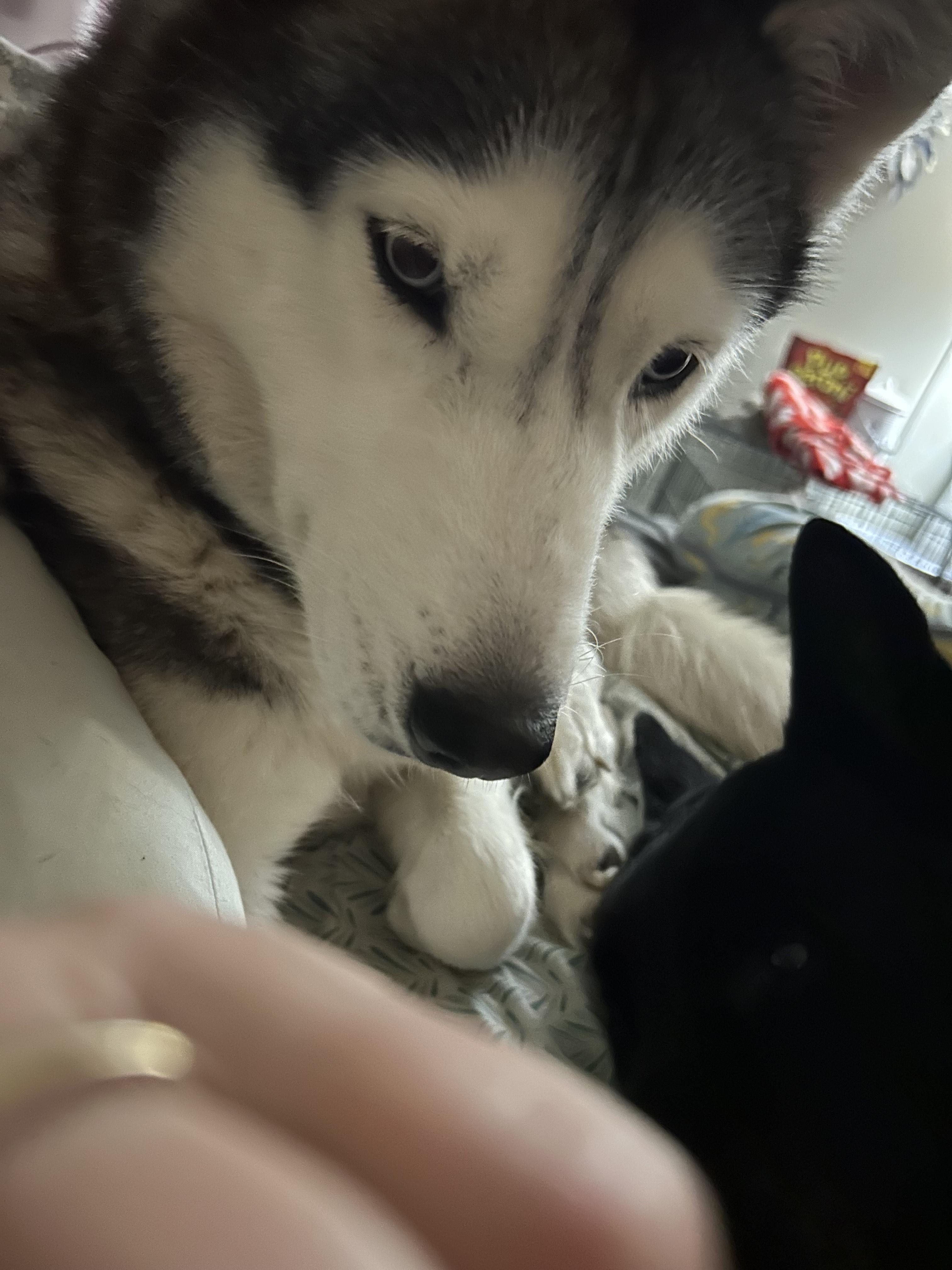 Onya, a Adoptable Siberian Husky in Lakeland, FL image 1/2