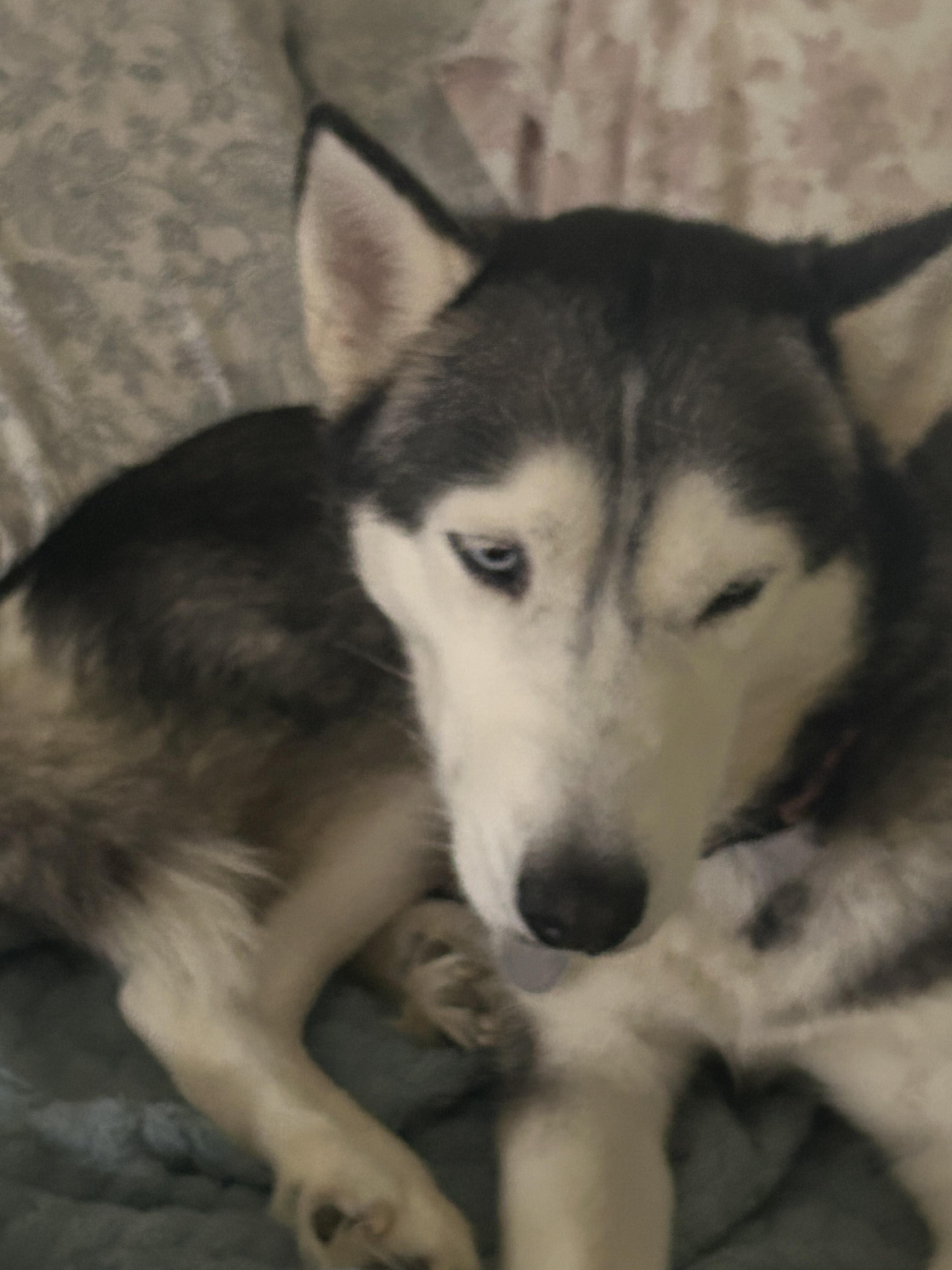 Onya, a Adoptable Siberian Husky in Lakeland, FL image 2/2