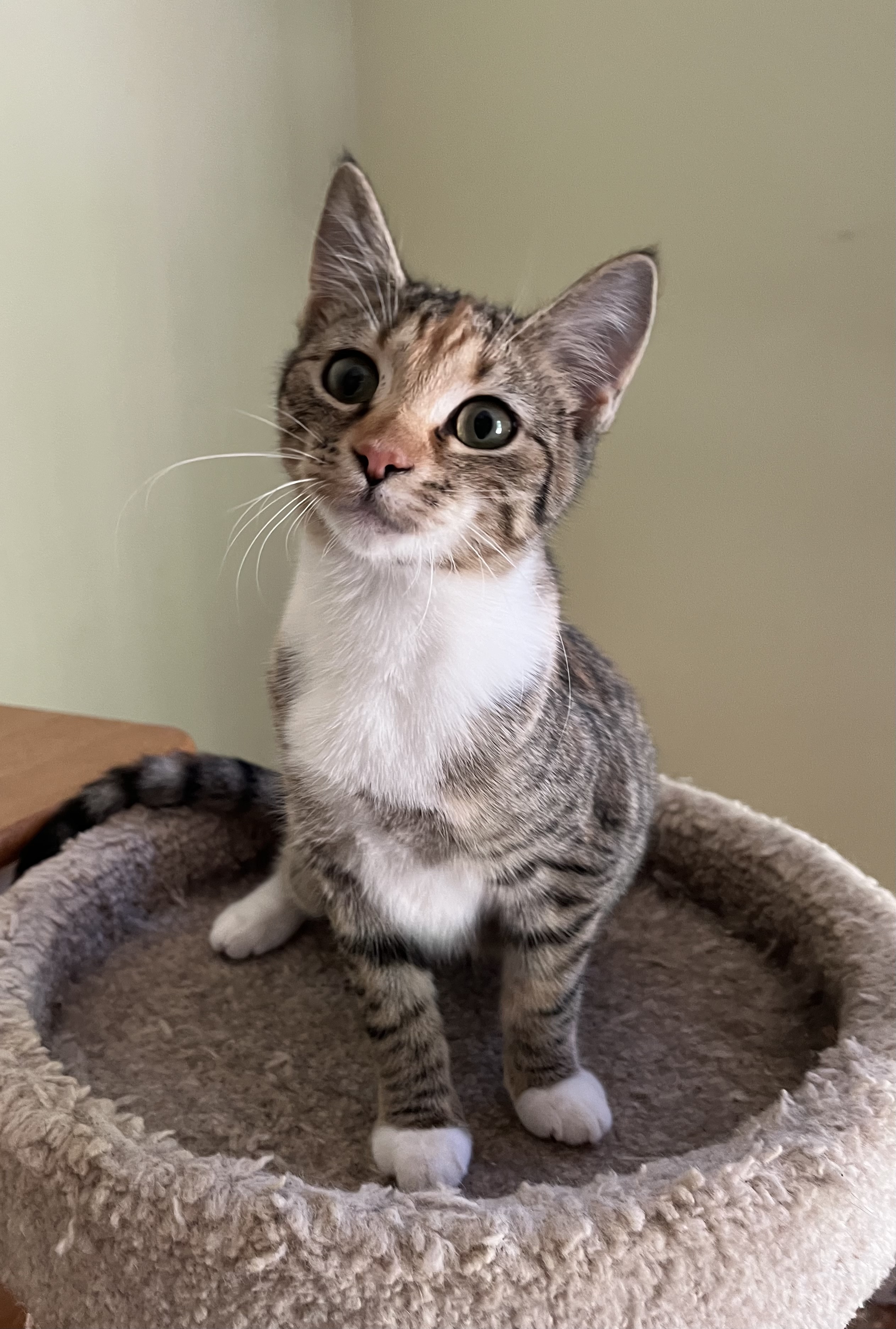 Phoebe, a Adoptable Torbie in Mobile, AL image 3/4