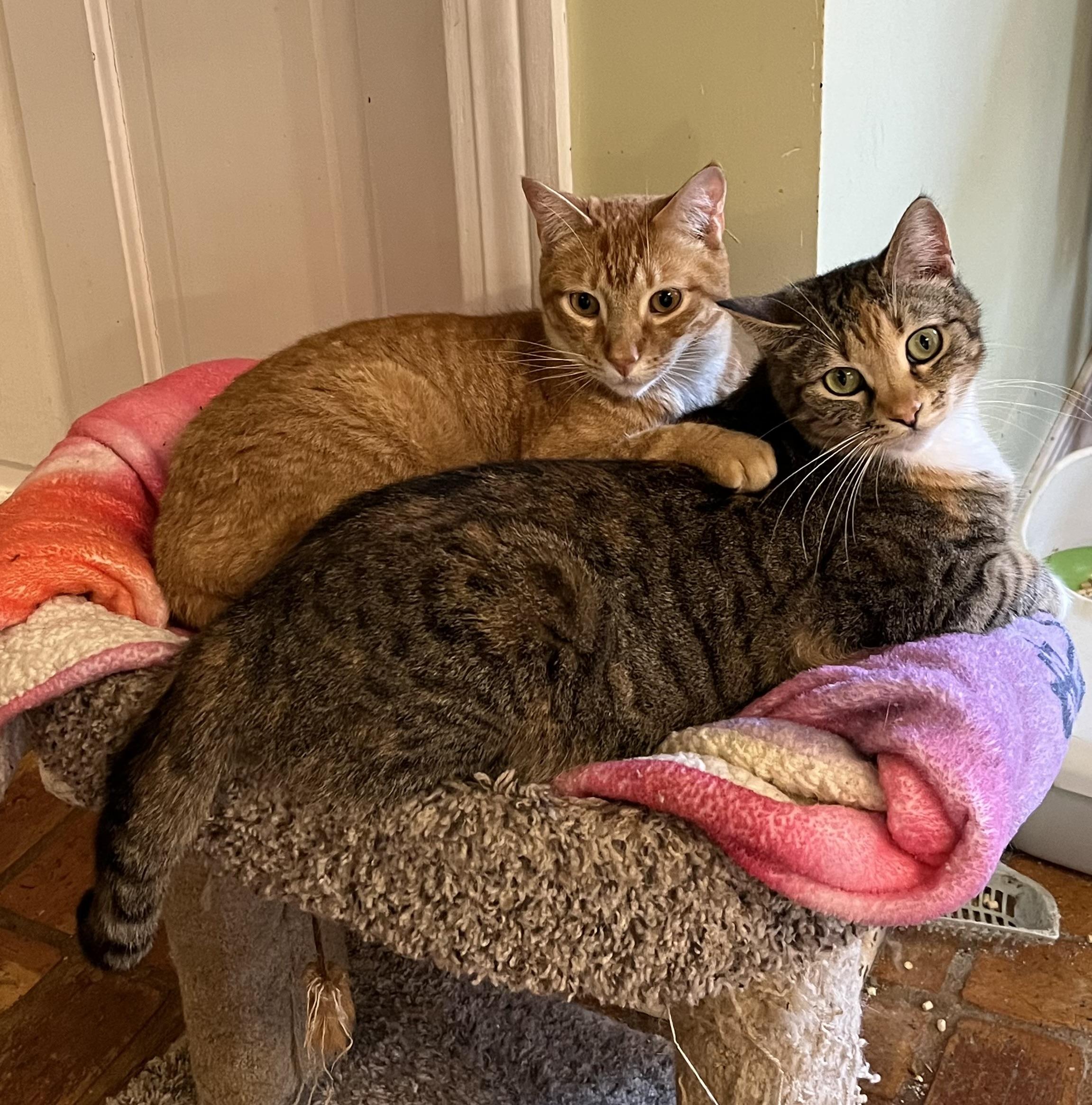 Phoebe (& see Comet), Adoptable, Young Female Torbie.
