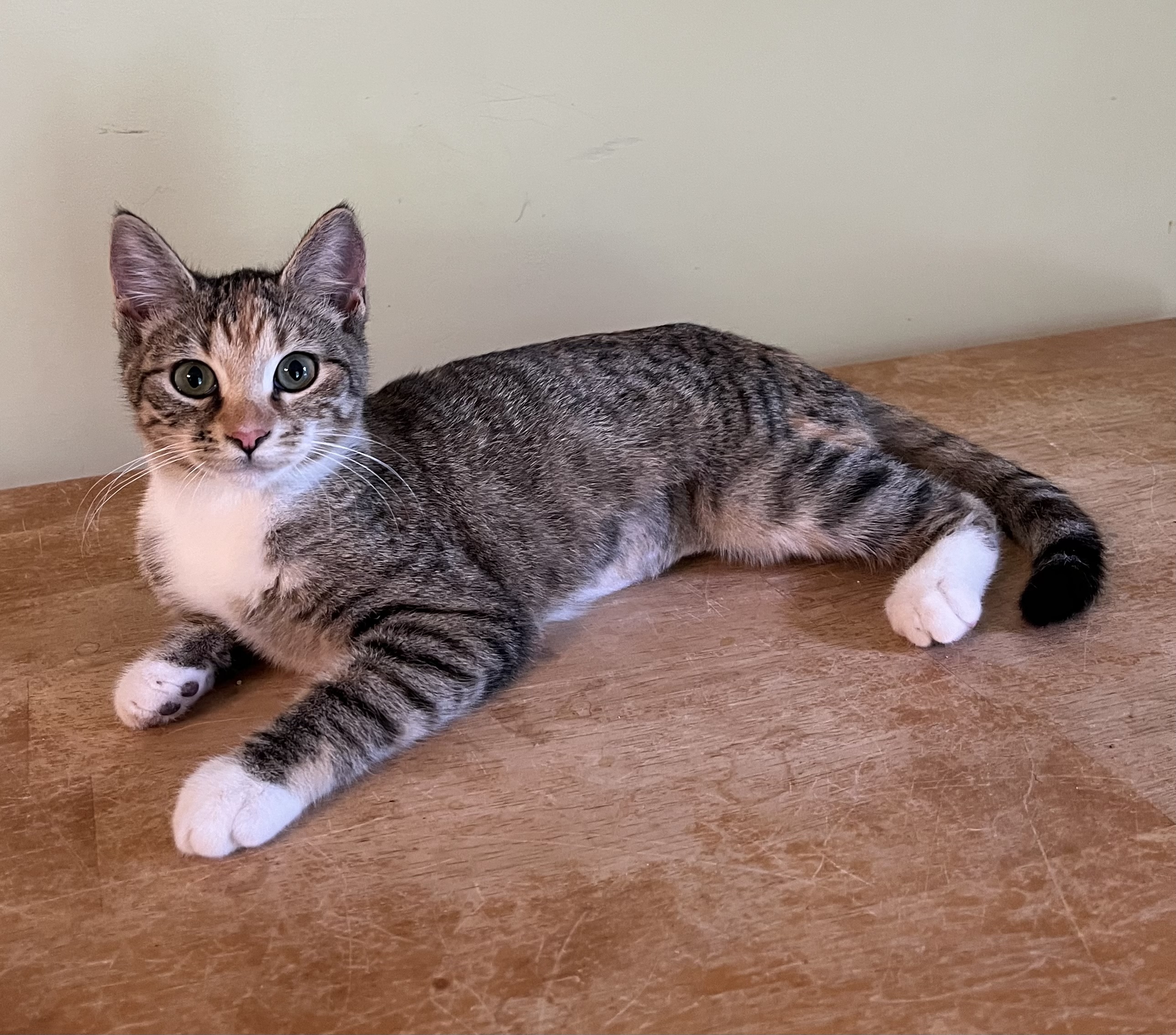 Phoebe photo 4