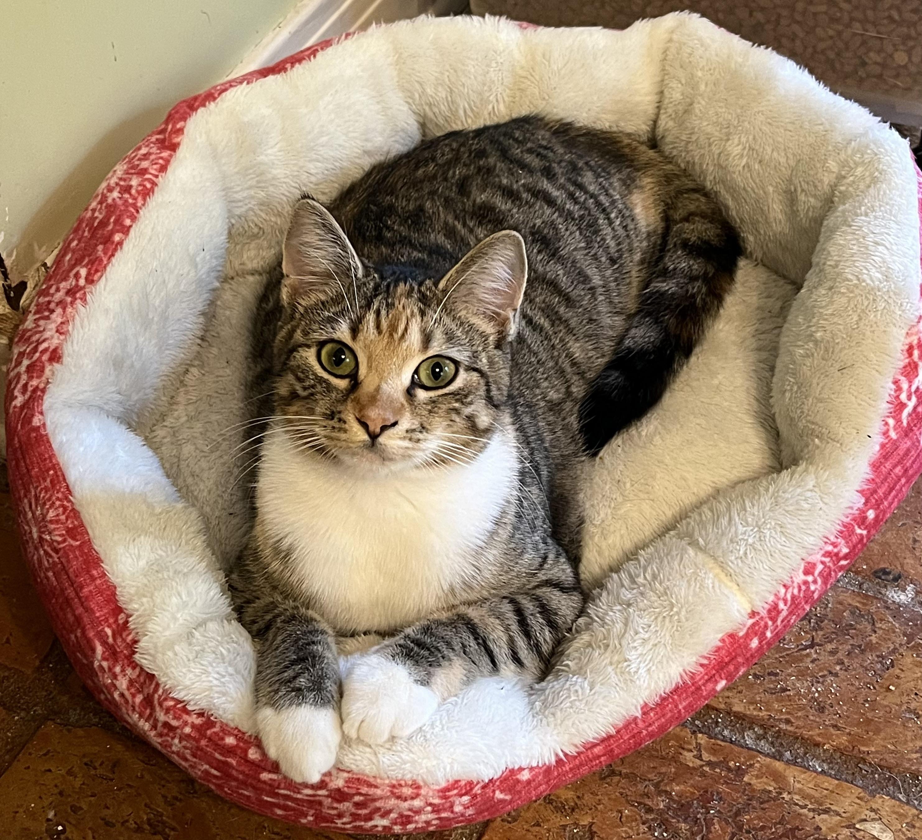 Phoebe, a Adoptable Torbie in Mobile, AL image 2/4