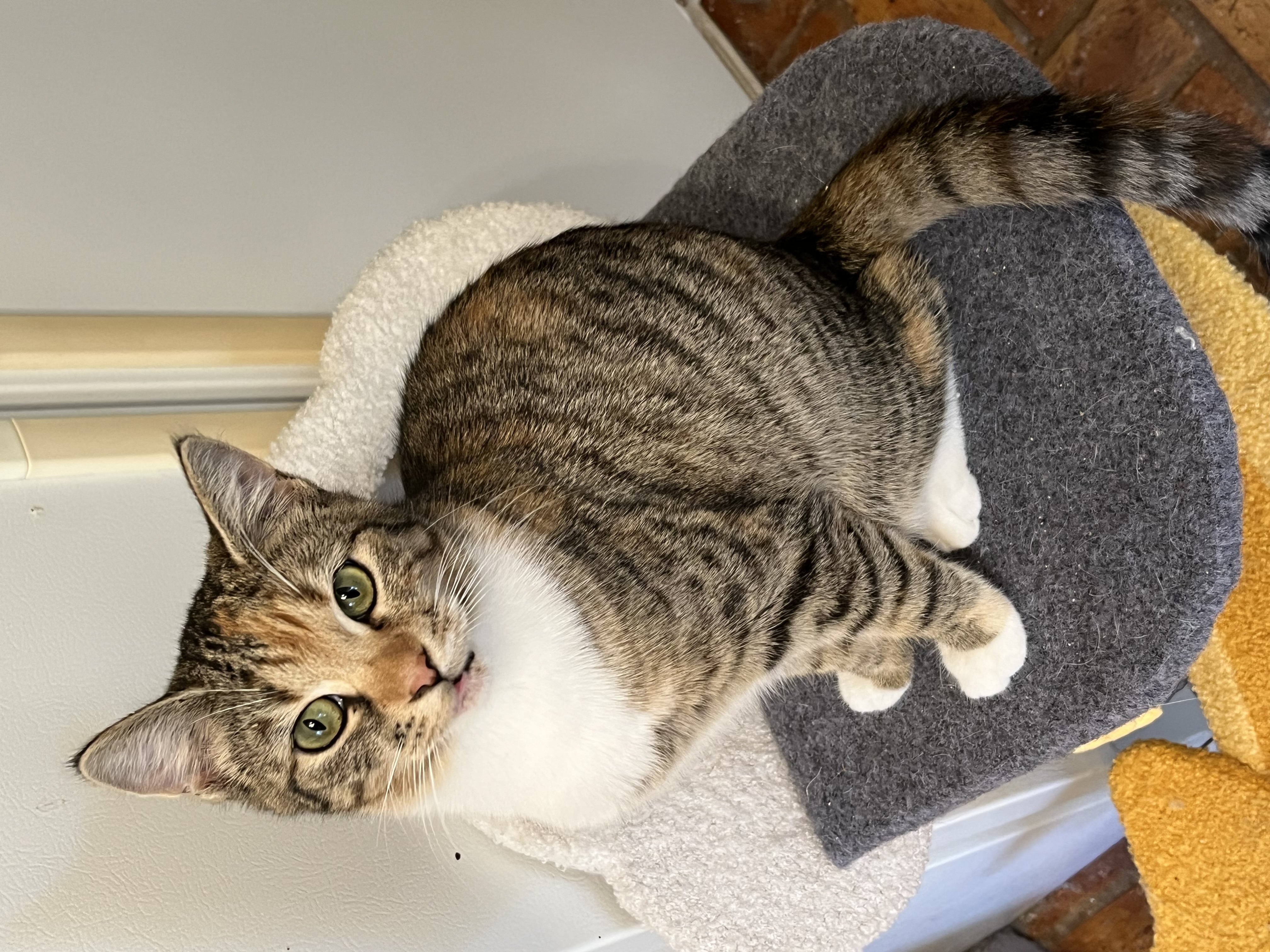 Phoebe, a Adoptable Torbie in Mobile, AL image 1/4