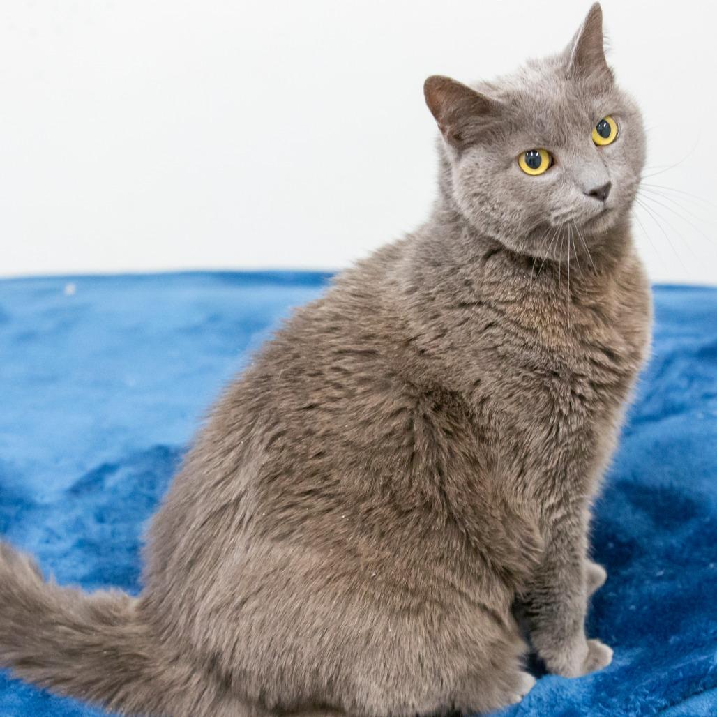 Enlarge Cookie, a Adoptable mixed breed in Cartersville, GA image 1/1