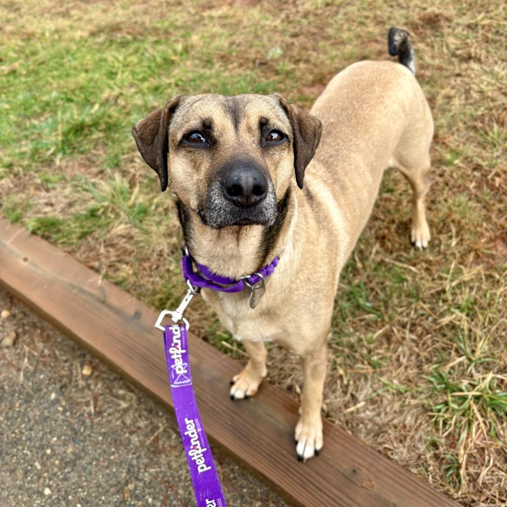 Cereal, Adoptable, Adult Female Mixed Breed.