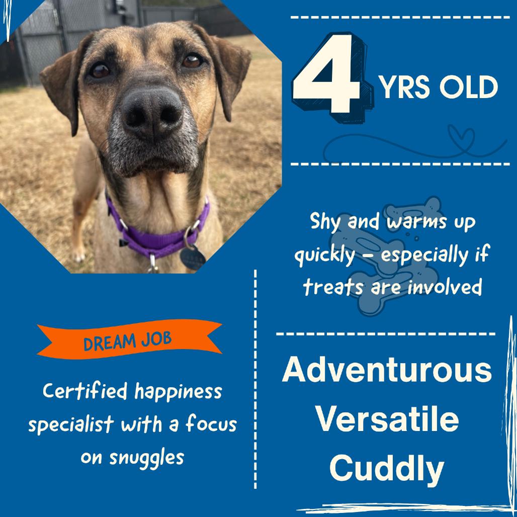 Cereal, Adoptable, Adult Female Mixed Breed.