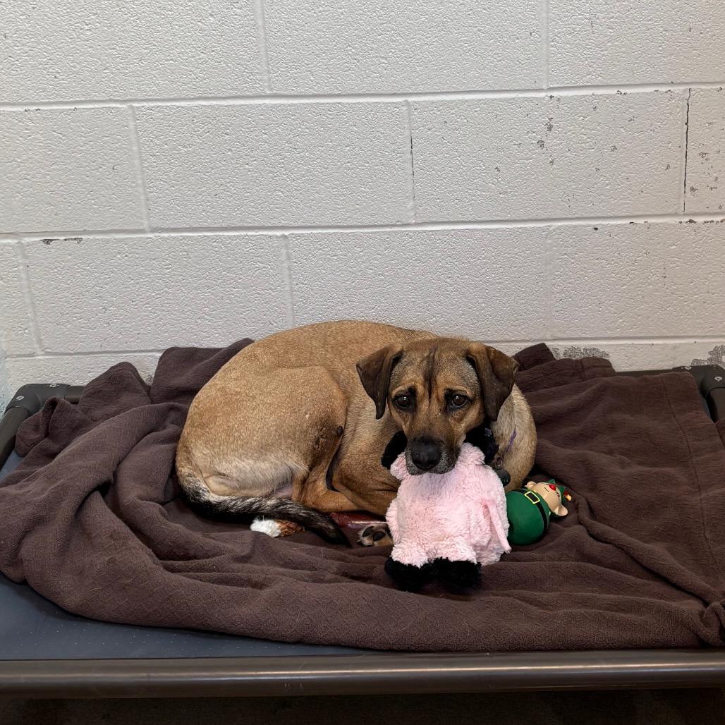 Enlarge Cereal, a Adoptable mixed breed in Novelty, OH image 2/5