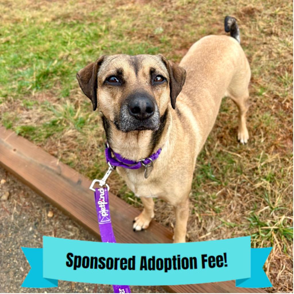 Enlarge Cereal, a Adoptable mixed breed in Novelty, OH image 3/5