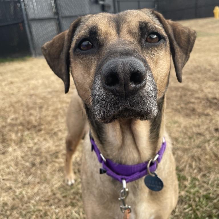 Enlarge Cereal, a Adoptable mixed breed in Novelty, OH image 4/5