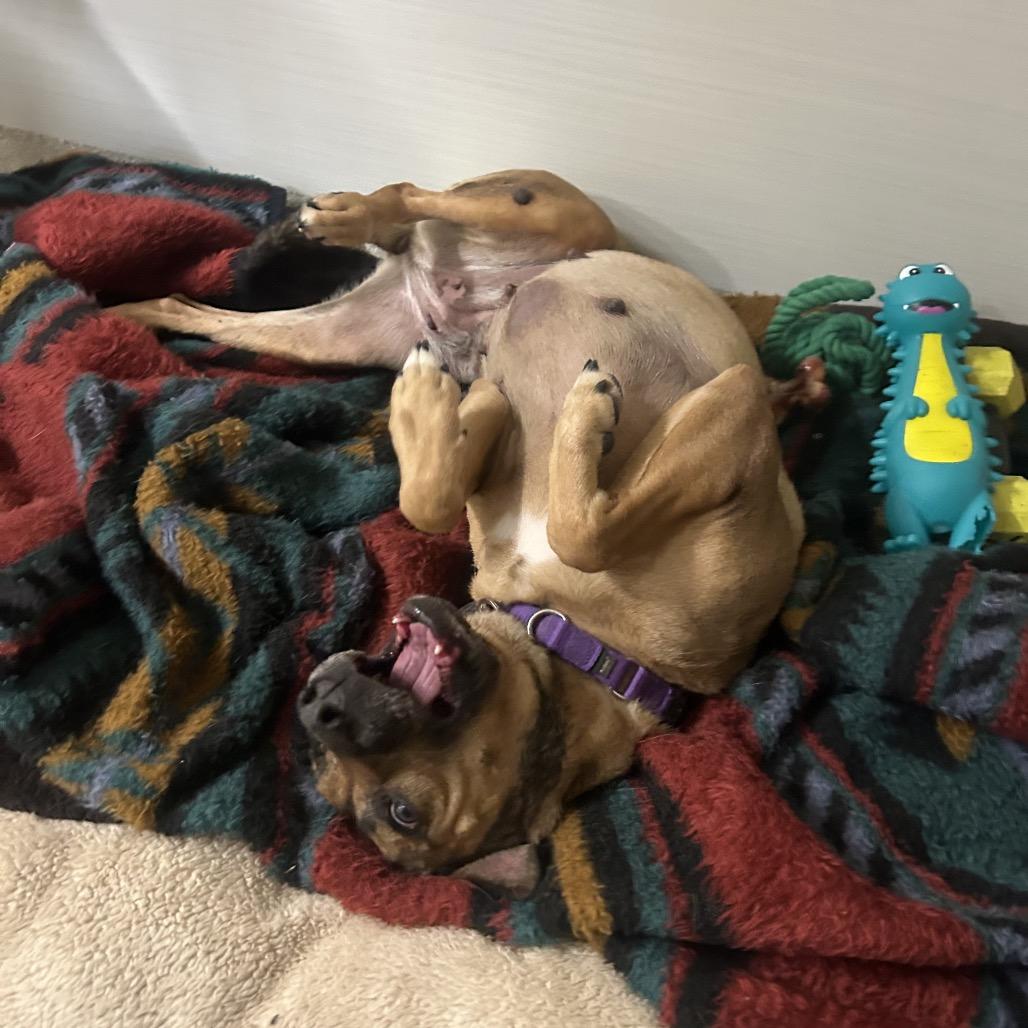 Cereal, a Adoptable mixed breed in Novelty, OH image 6/6