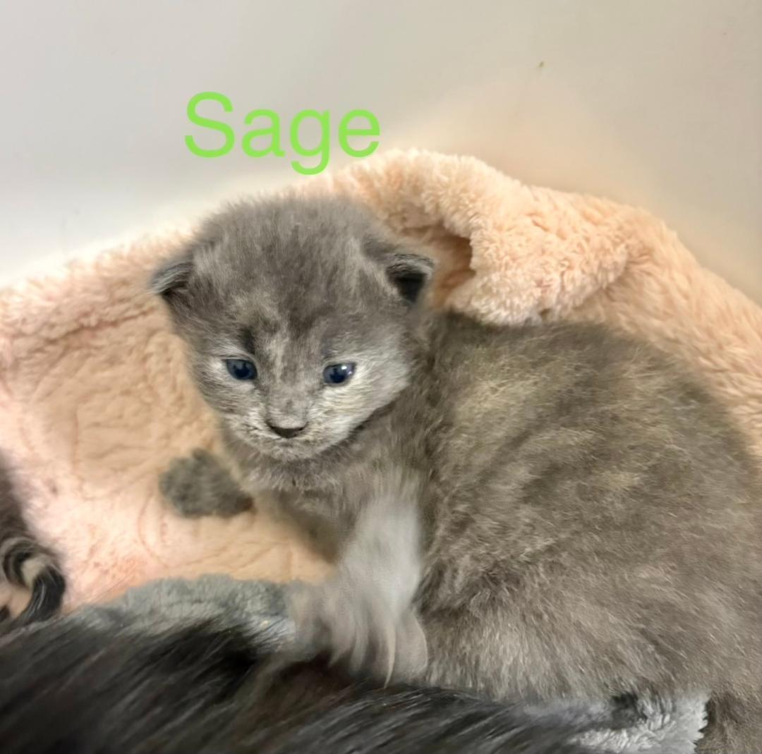Enlarge Sage, an adopted Domestic Long Hair in Winter Haven, FL image 3/3