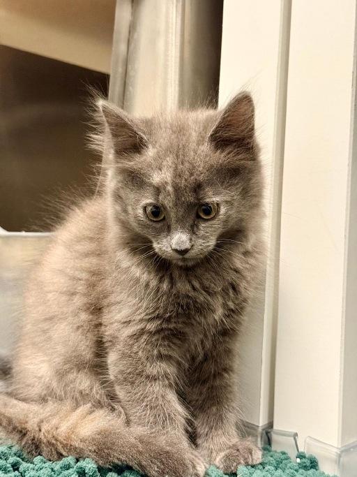 Enlarge Sage, an adopted Domestic Long Hair in Winter Haven, FL image 2/3