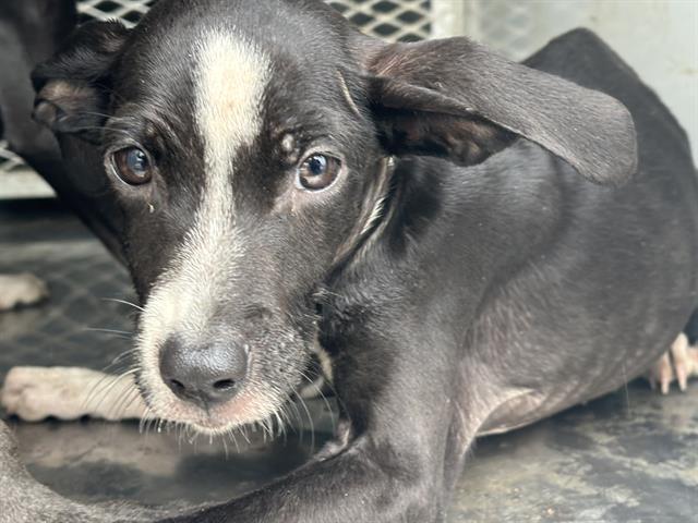 Enlarge Cider -- LONGTIME RESIDENT!, an adopted mixed breed in Thousand Oaks, CA image 1/1