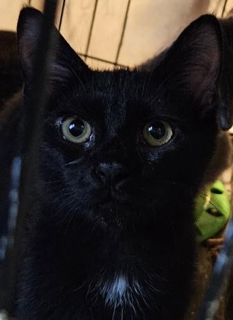 Enlarge Jordan, a Adoptable Domestic Short Hair in Evans City, PA image 1/1