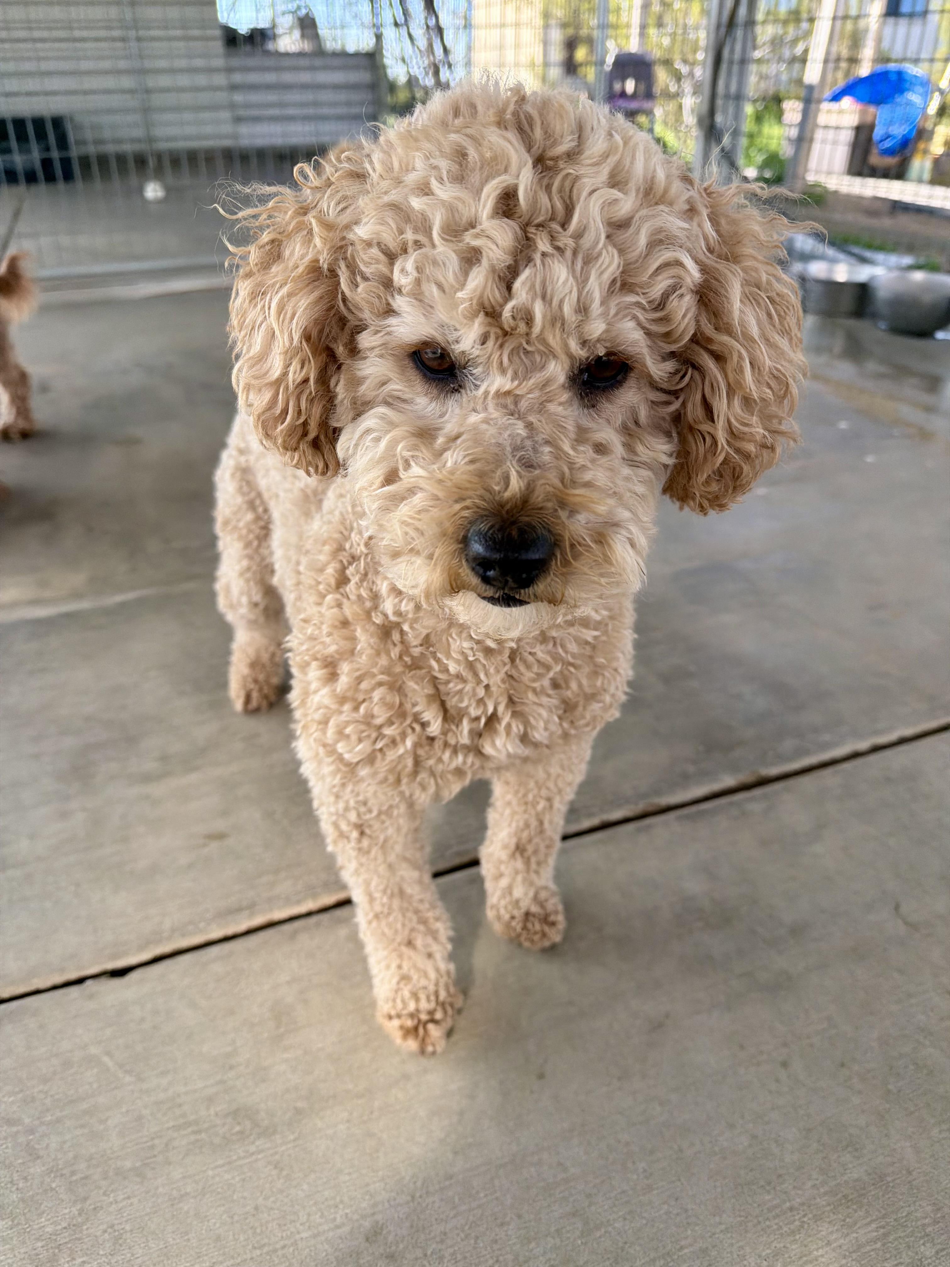 Enlarge Blondie, an adopted mixed breed in Littlerock, CA image 3/3