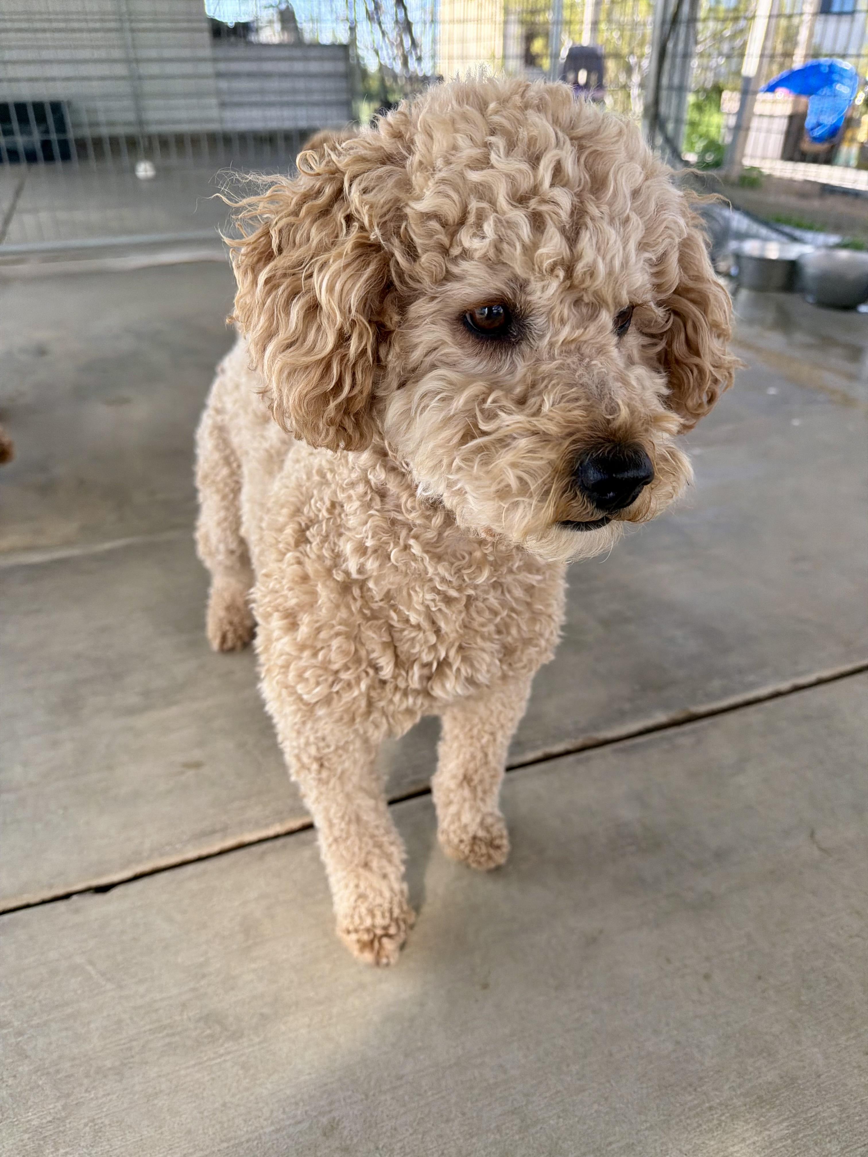 Enlarge Blondie, an adopted mixed breed in Littlerock, CA image 2/3