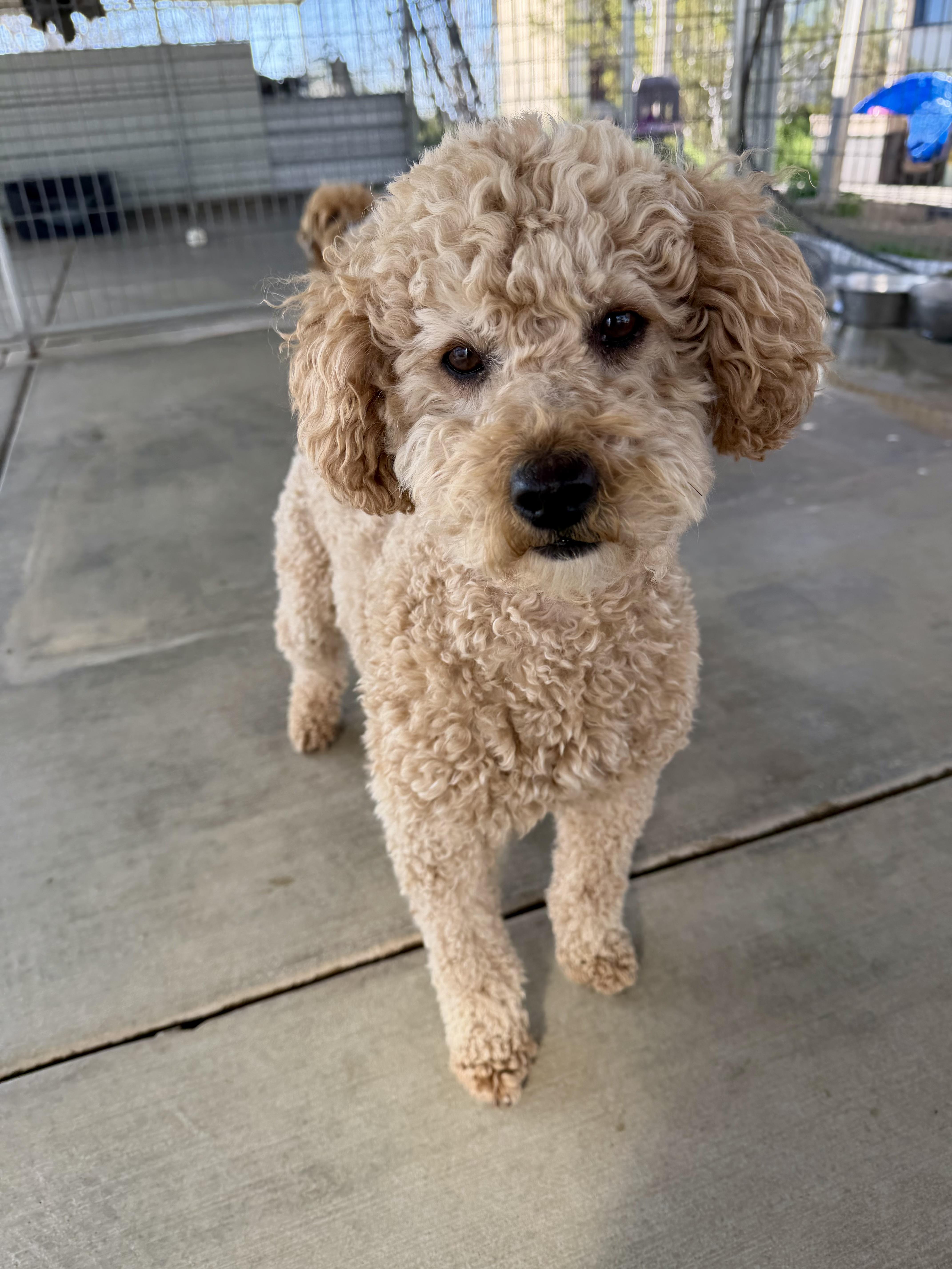 Enlarge Blondie, an adopted mixed breed in Littlerock, CA image 1/3