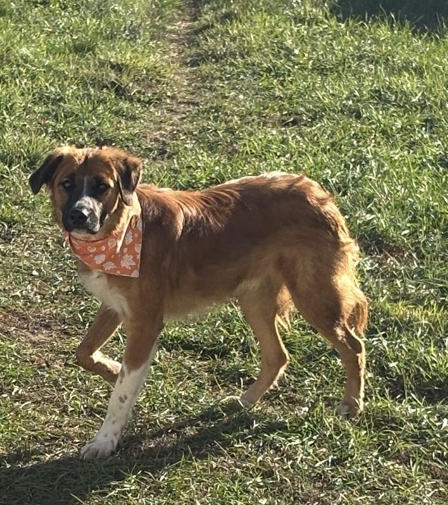 Blaze, Adoptable, Adult Male Collie & Retriever.