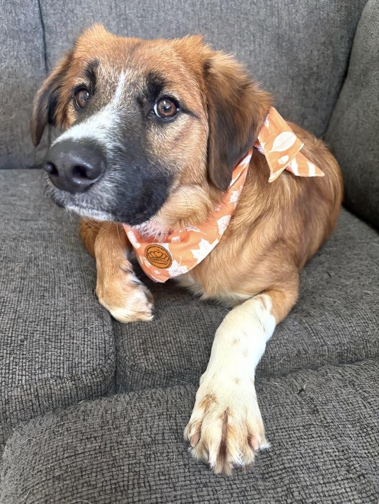 Enlarge Blaze, a Adoptable mixed breed in South Bend, IN image 3/3