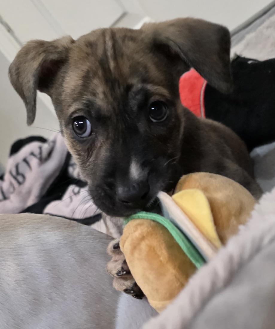 Enlarge Paulie - The Petite Prince, an adoption pending mixed breed in PROVIDENCE, RI image 4/6