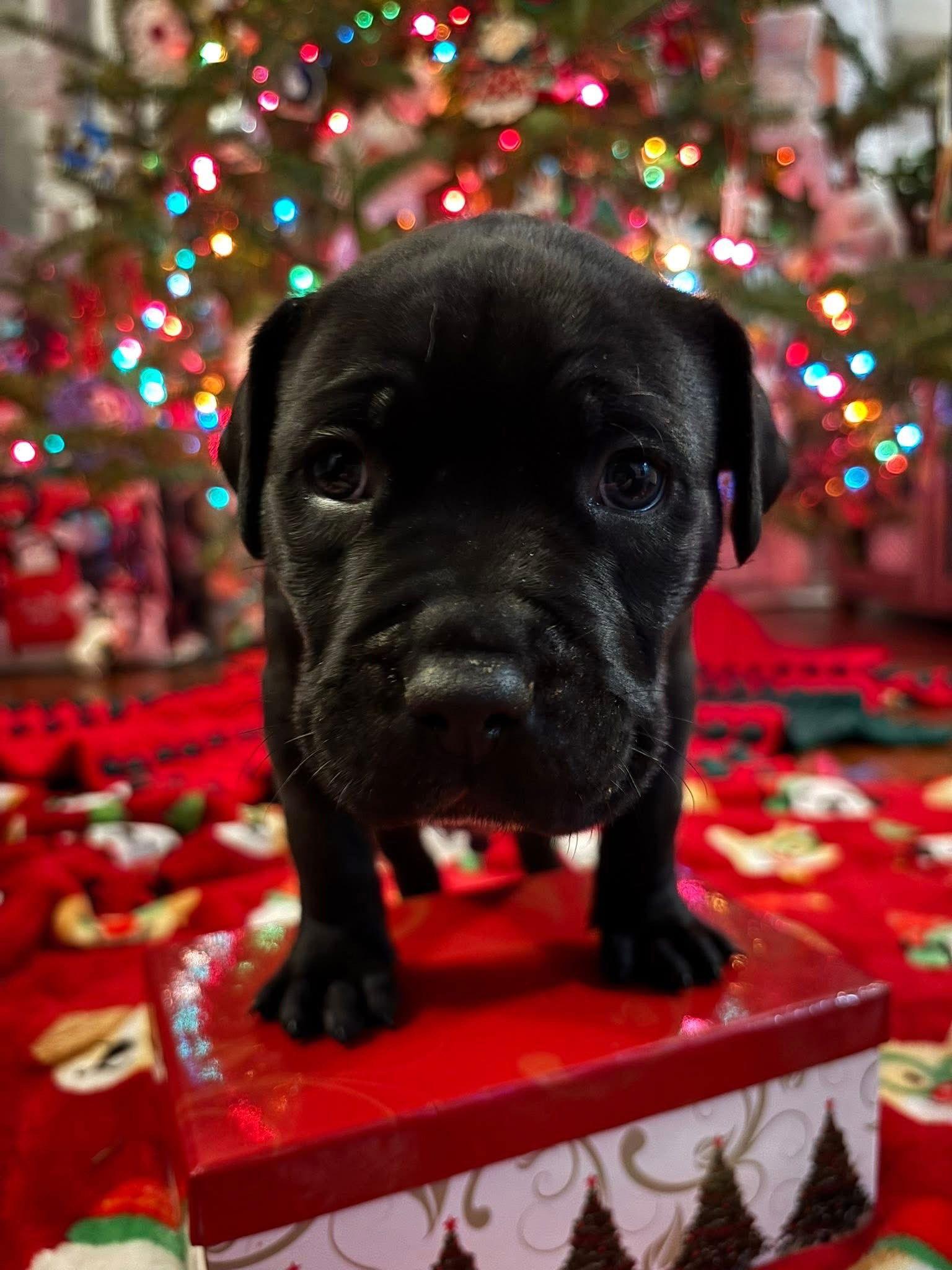 Enlarge Nox, a Adoptable mixed breed in Oxford, MI image 1/3