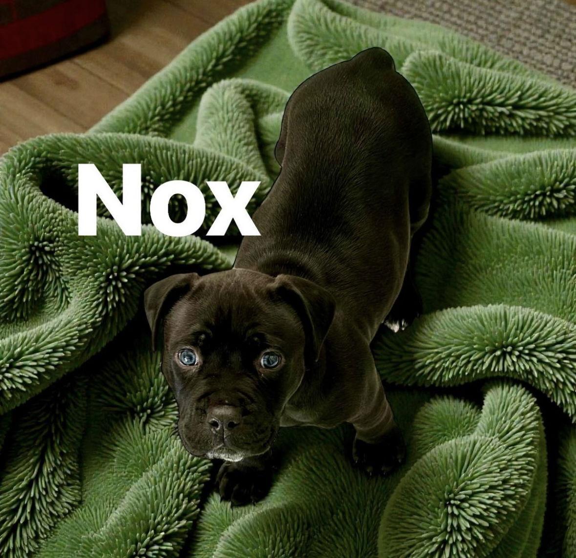 Enlarge Nox, a Adoptable mixed breed in Oxford, MI image 2/3