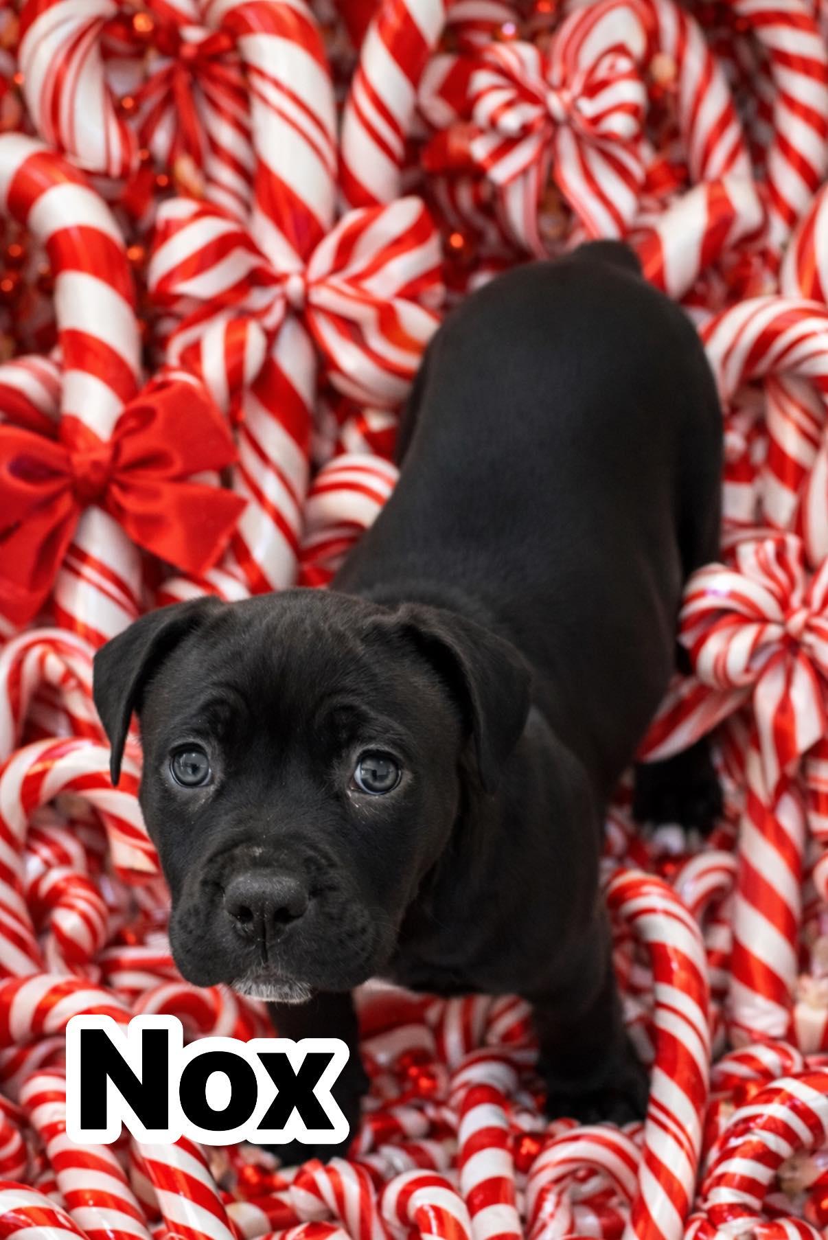 Enlarge Nox, a Adoptable mixed breed in Oxford, MI image 3/3