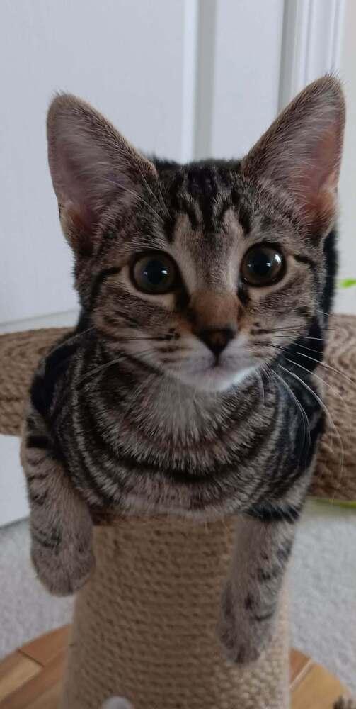 Pudding, Adopted, Kitten Female Domestic Short Hair.