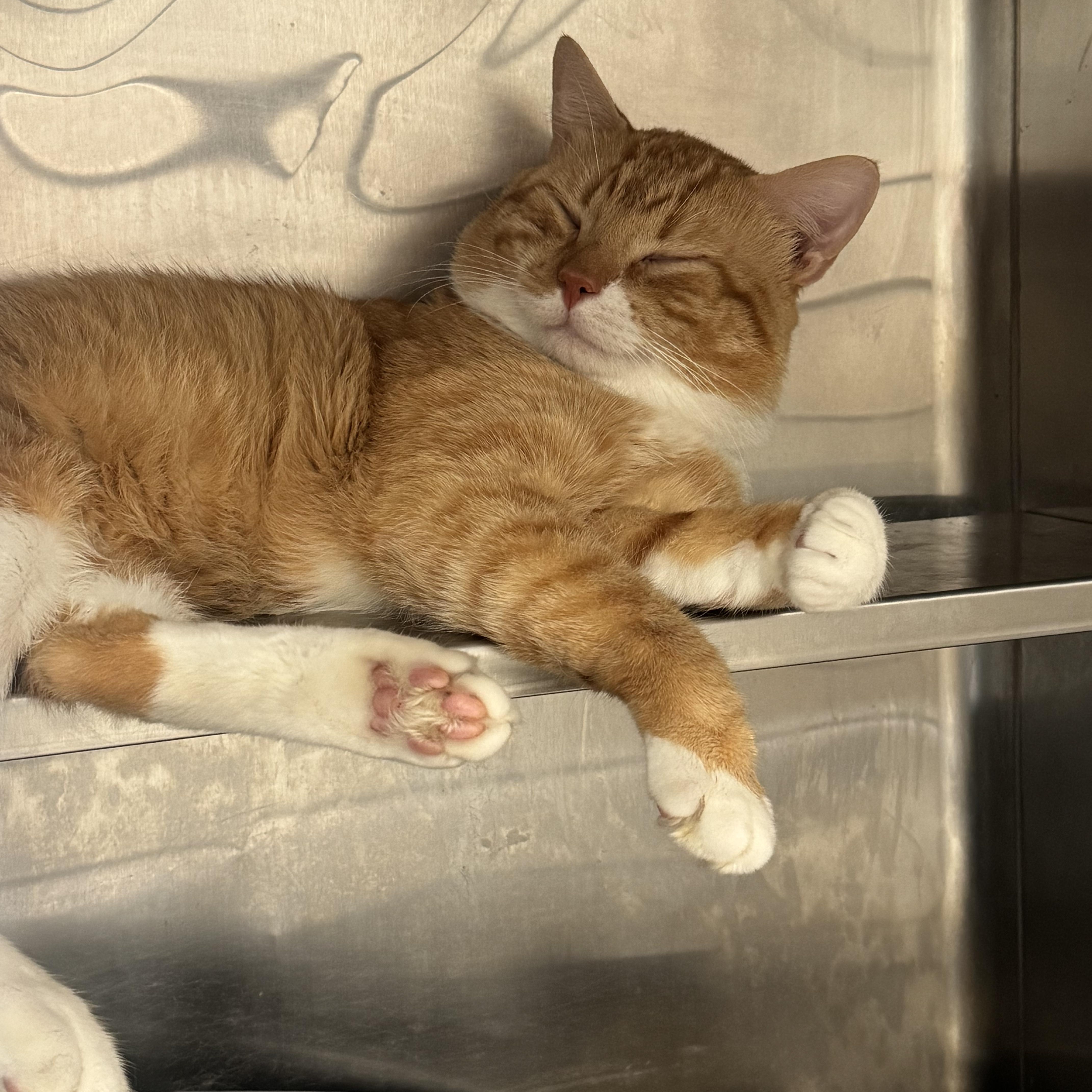 Enlarge Linus, a Adoptable American Shorthair in East Orange, NJ image 2/3
